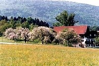 Obstblüte